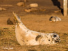 Grey Seal