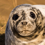 Grey Seal