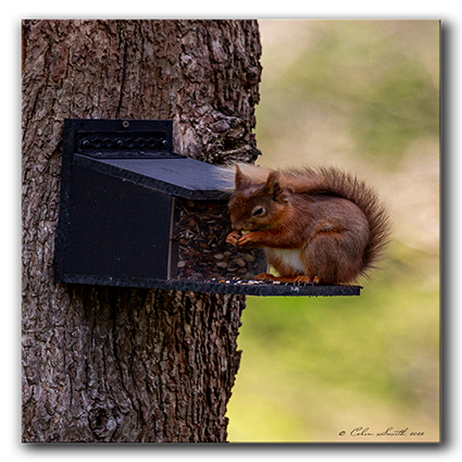 Red Squirrel